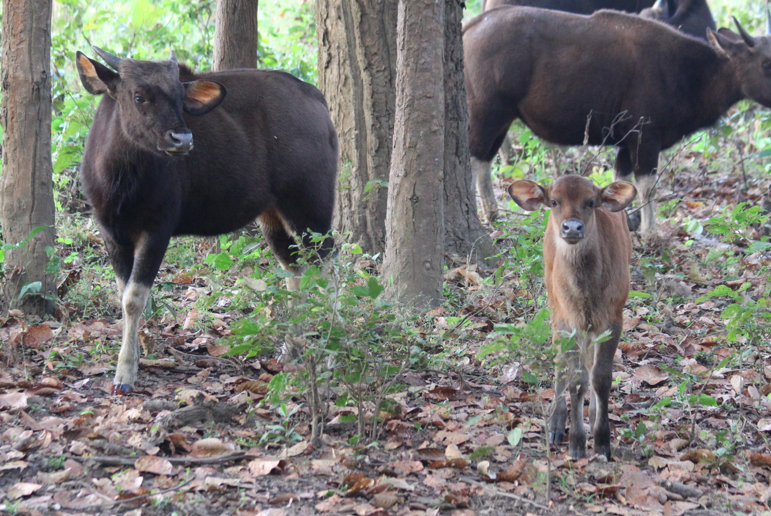Meet The Gaur—the Biggest Wild Cattle In The World Where