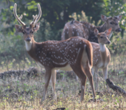 chital (spotted deer)
