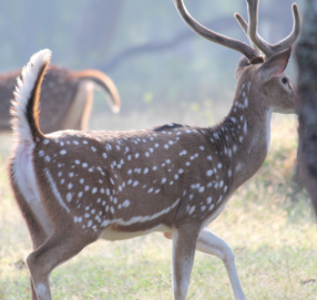 Chital, spotted deer