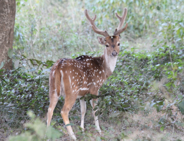 Chital, spotted deer