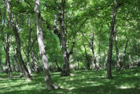 Arslanbob walnut grove