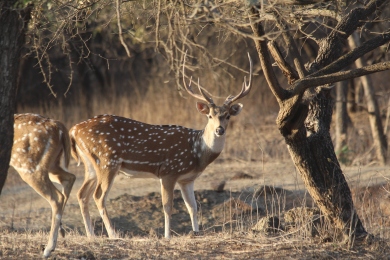 Spotted deer, chital