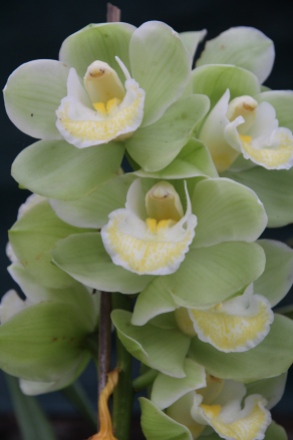 green orchid