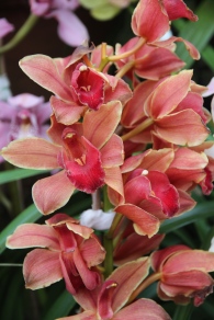 peach orchid