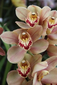 Pale brown orchid
