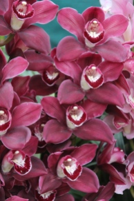 Red Nilly orchid