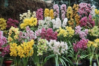 Sikkim Orchid Show