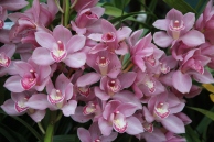 Silpal orchid