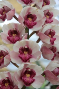 white deep pink orchid