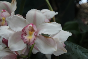 white pink orchid