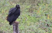 Pantanal vulture