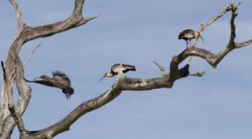 Pantanal birds
