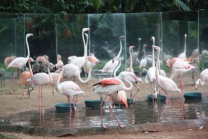 Flamingoes, Brazil