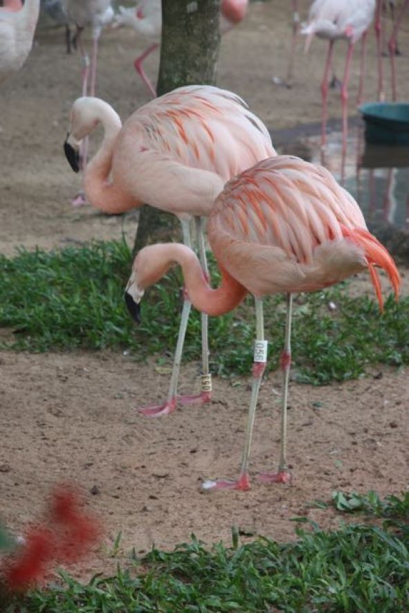 Two flamingoes