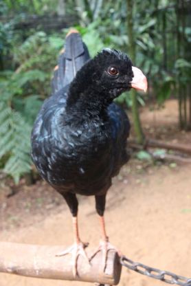 Black bird, Brazil