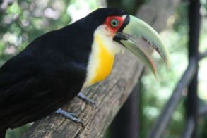toucan with green bill