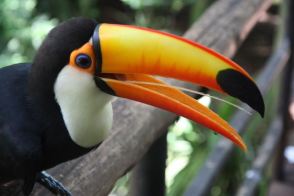 toucan with orange bill