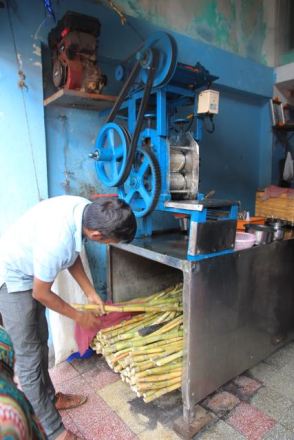 Choosing sugar canes