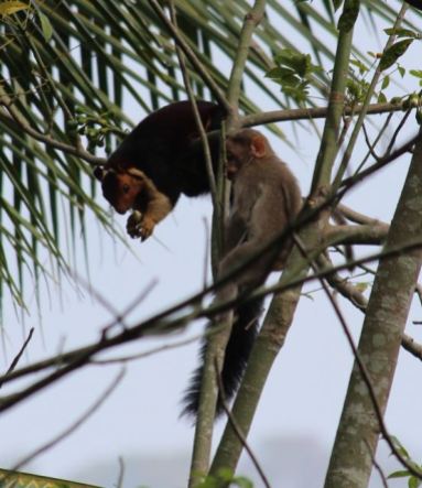 Malabar squirrel with macaque