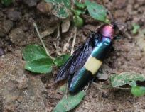 Colourful bug