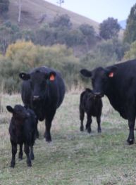 Cows and calves