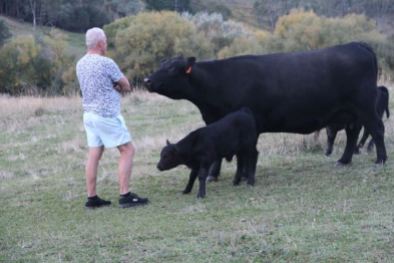 Black Angus and calves