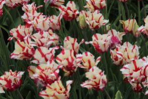 Rundāle Palace, tulips