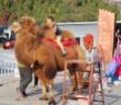 Riding a camel, China