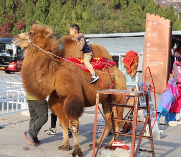 Riding a camel, China