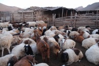 Mongolian sheep