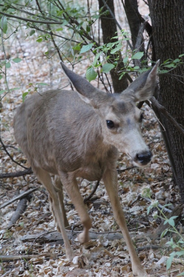 Mule deer, Zion National Park