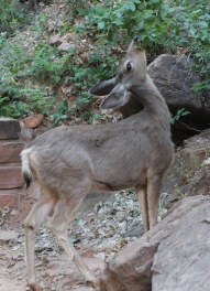 Mule deer, Zion National Park