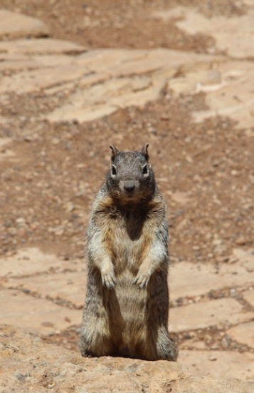 Squirrel, Grand Canyon