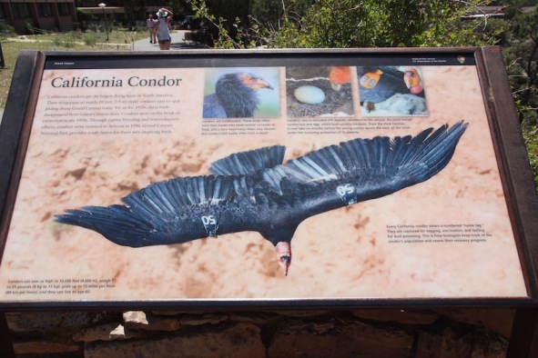 California Condor, Grand Canyon