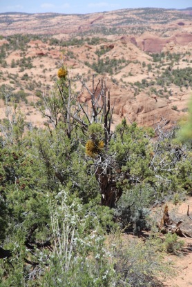 Views in Betatakin, Navajo National Monument