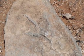 Dinosaur footprint, Navajo National Monument