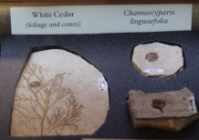 White cedar and Chamaecypar linguaefolia