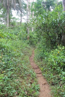 Path to vine bridge, Guinea, West Africa