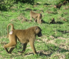 Baboons in Ghana