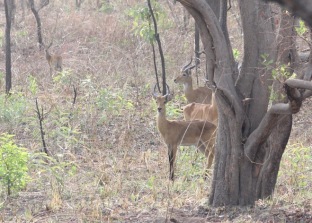 Antelope, Mole National Park, Ghana