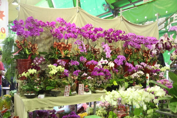Orchids in Taipei, Taiwan