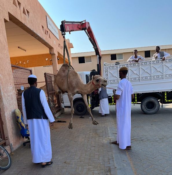 Loading a camel 1