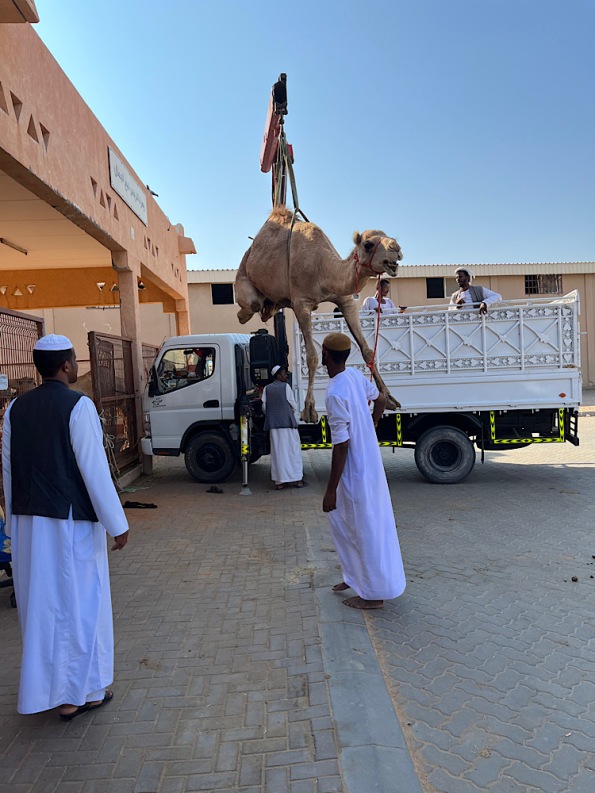 Loading a camel 2