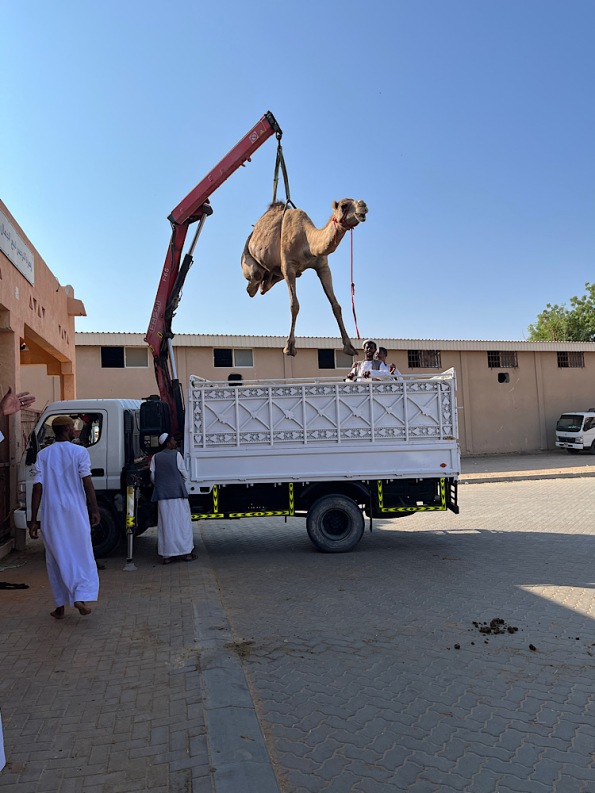 Loading a camel 3