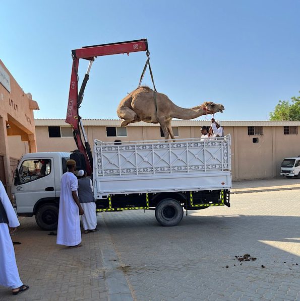 Loading a camel 4